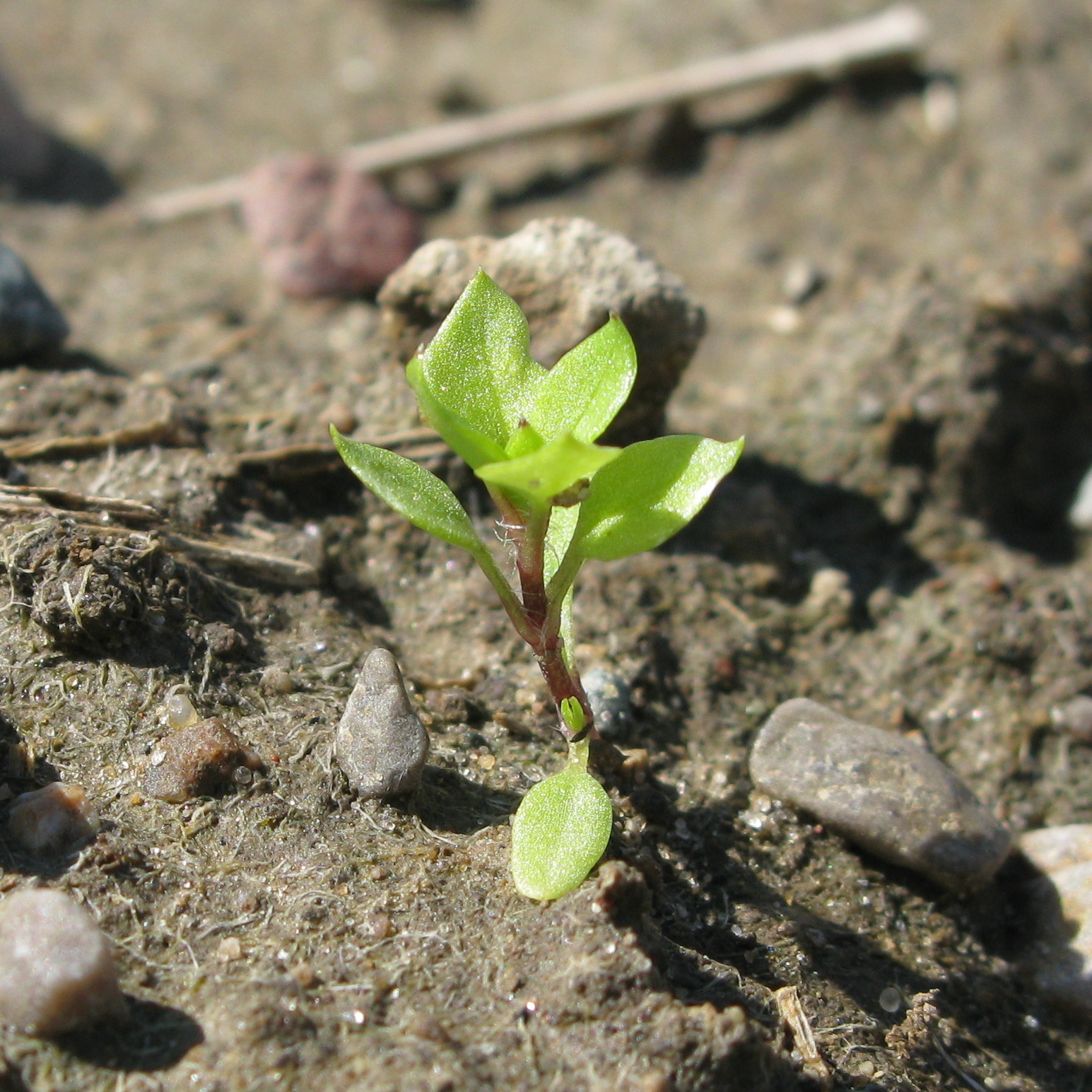 Common chickweed Aug 31 2009 004